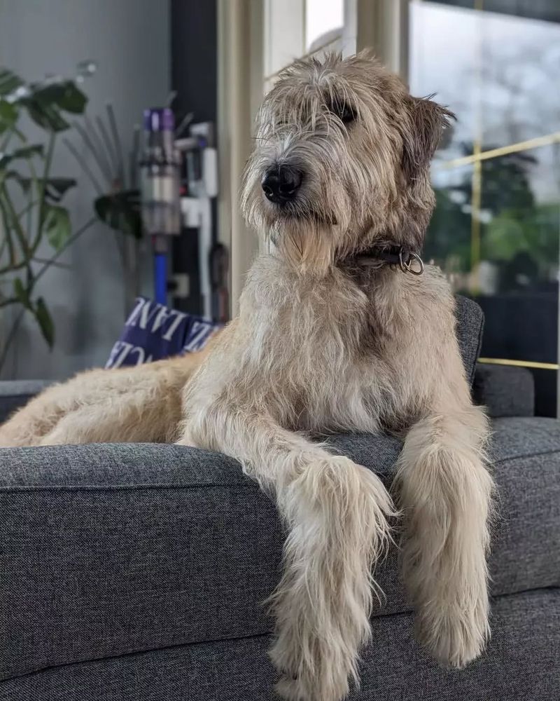 Irish Wolfhound