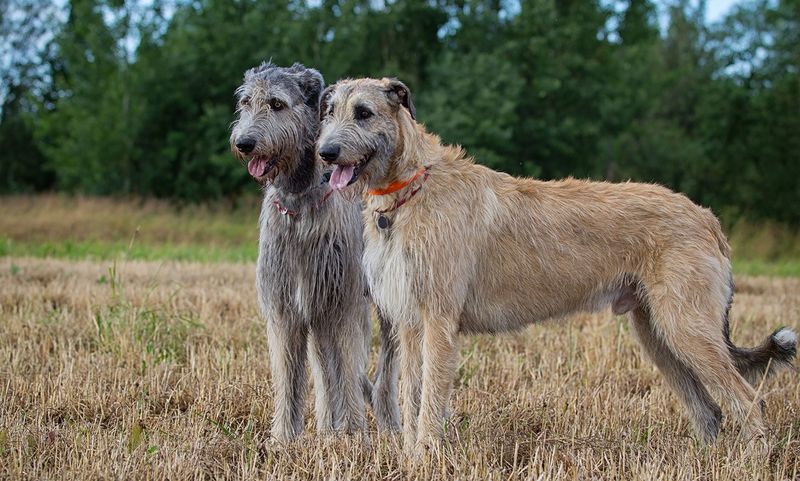 Irish Wolfhound