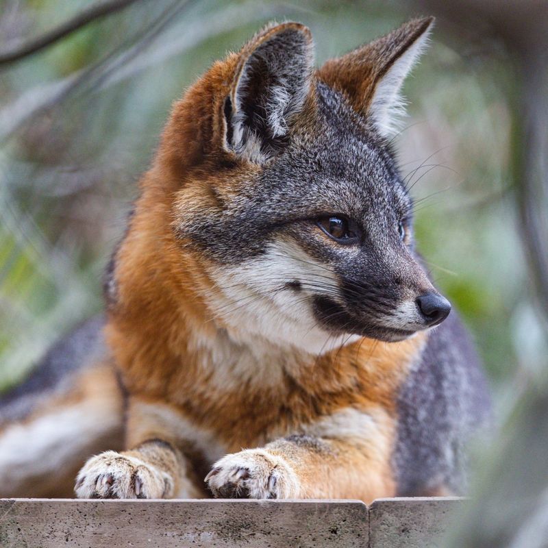 Island Fox