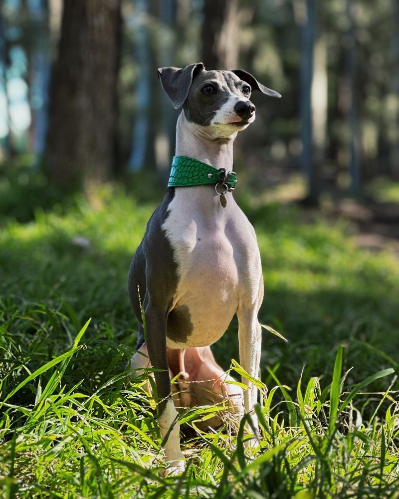 Italian Greyhound