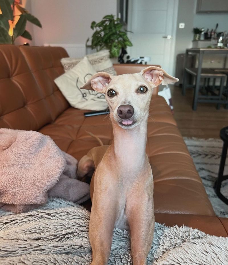 Italian Greyhound