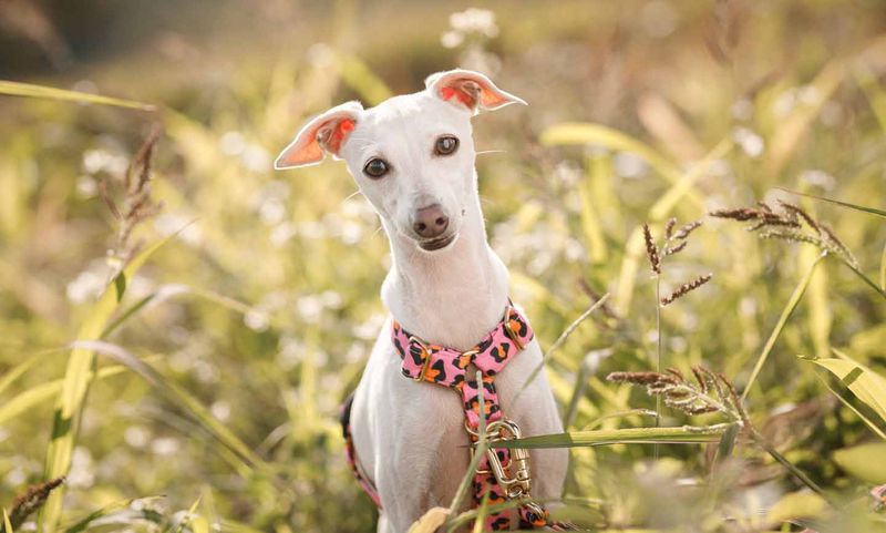 Italian Greyhound