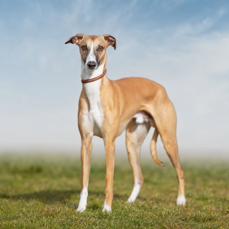 Italian Greyhound