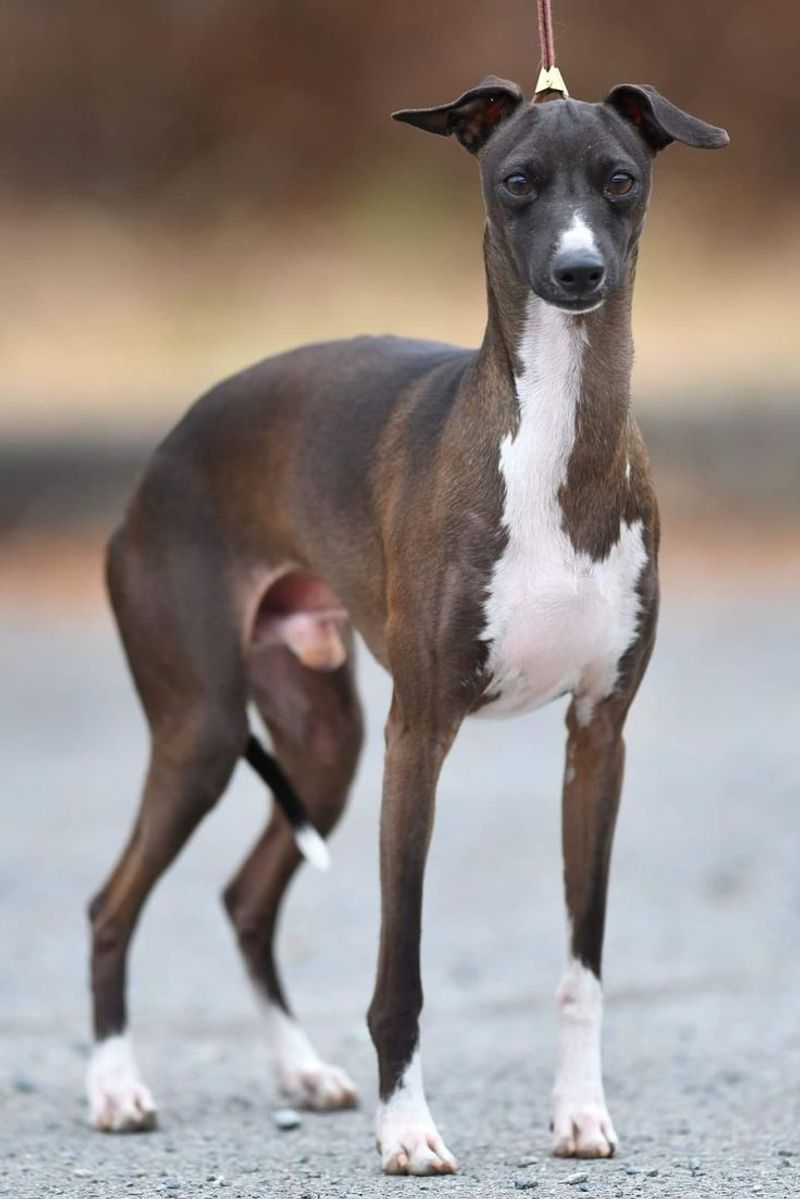 Italian Greyhound