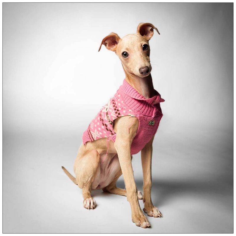 Italian Greyhound