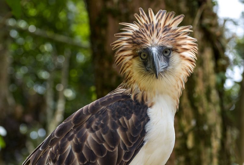 It’s One Of The Rarest Eagles On Earth