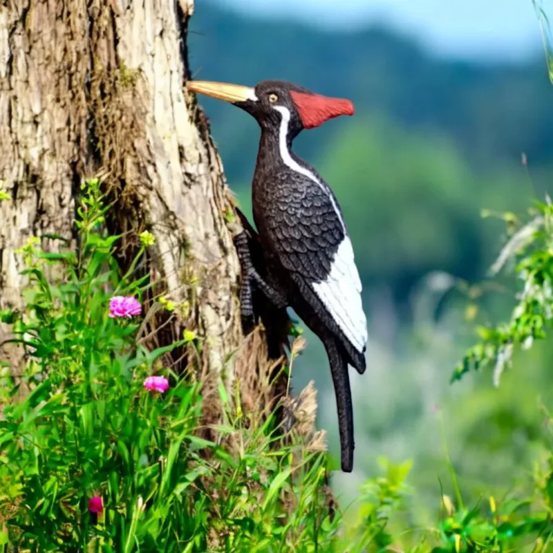 Ivory-Billed Woodpecker