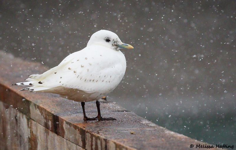 Ivory Gull