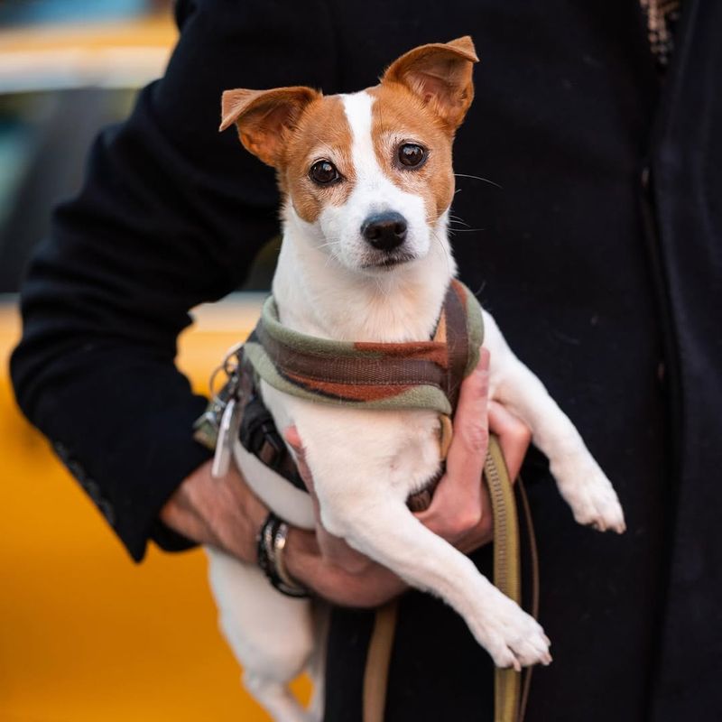 Jack Russell Terrier