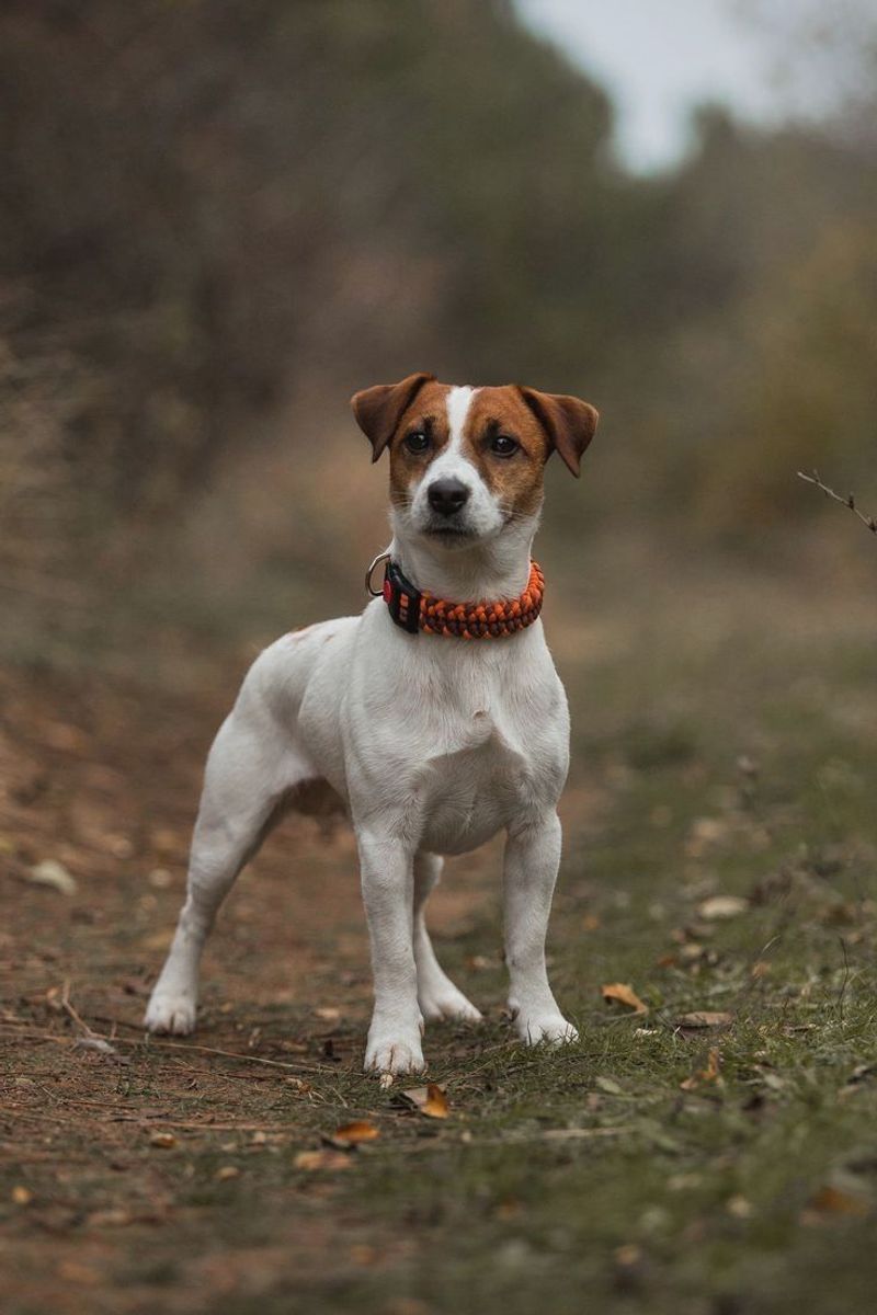 Jack Russell Terrier