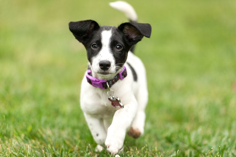 Jack Russell Terrier