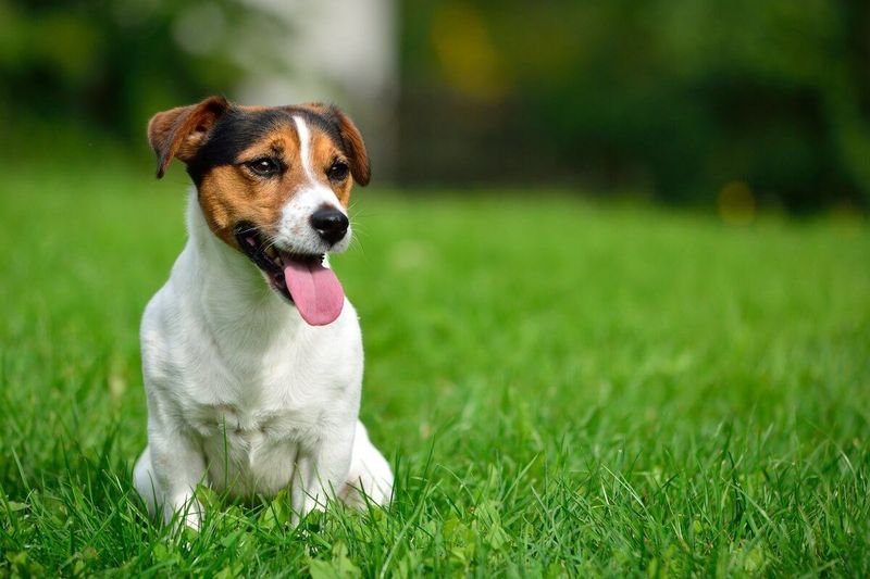 Jack Russell Terrier