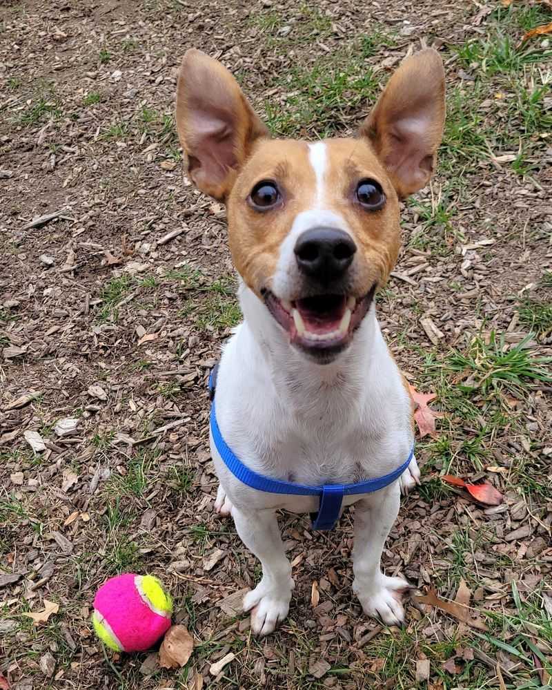 Jack Russell Terrier