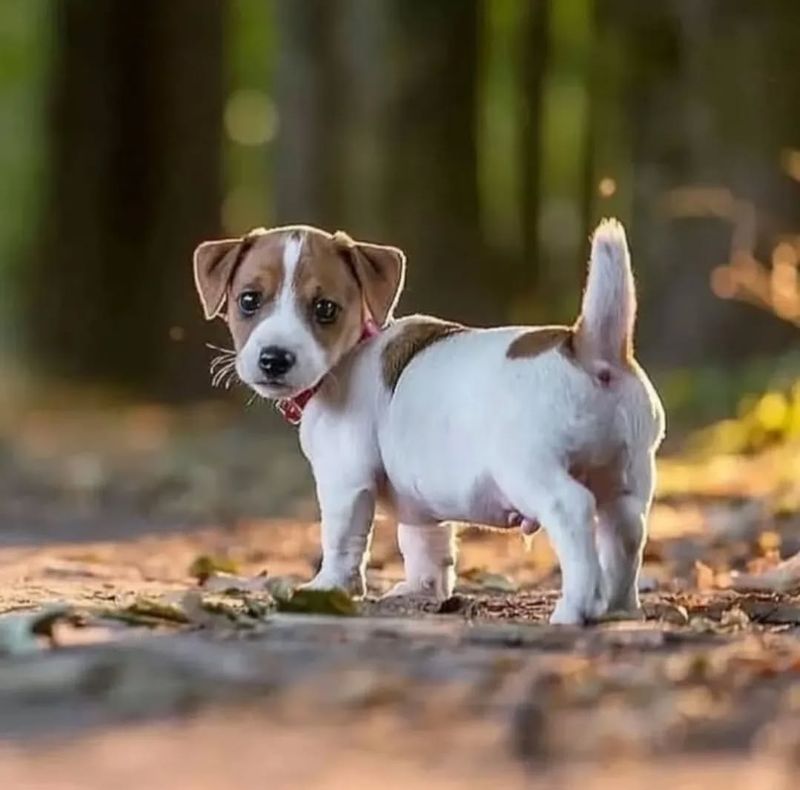 Jack Russell Terrier