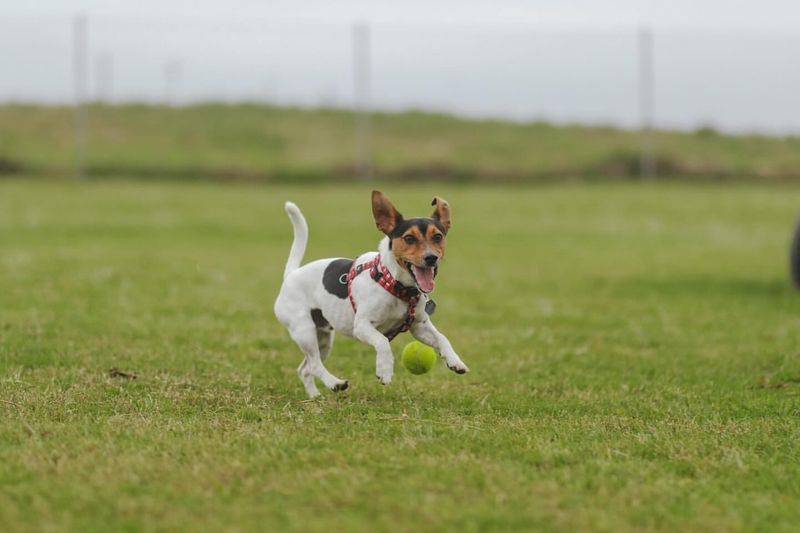 Jack Russell Terrier