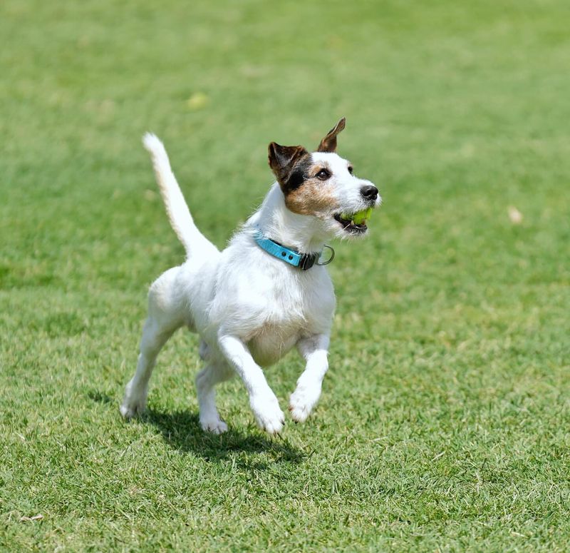 Jack Russell Terrier