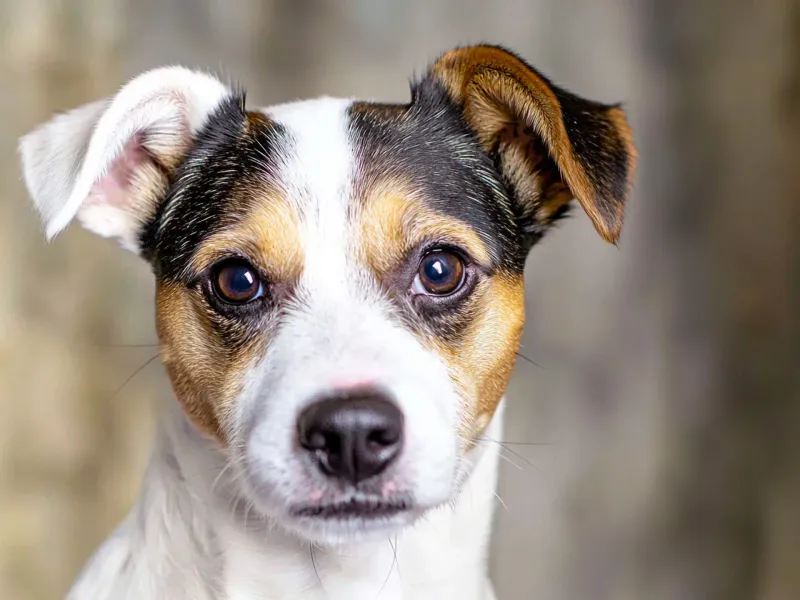 Jack Russell Terrier