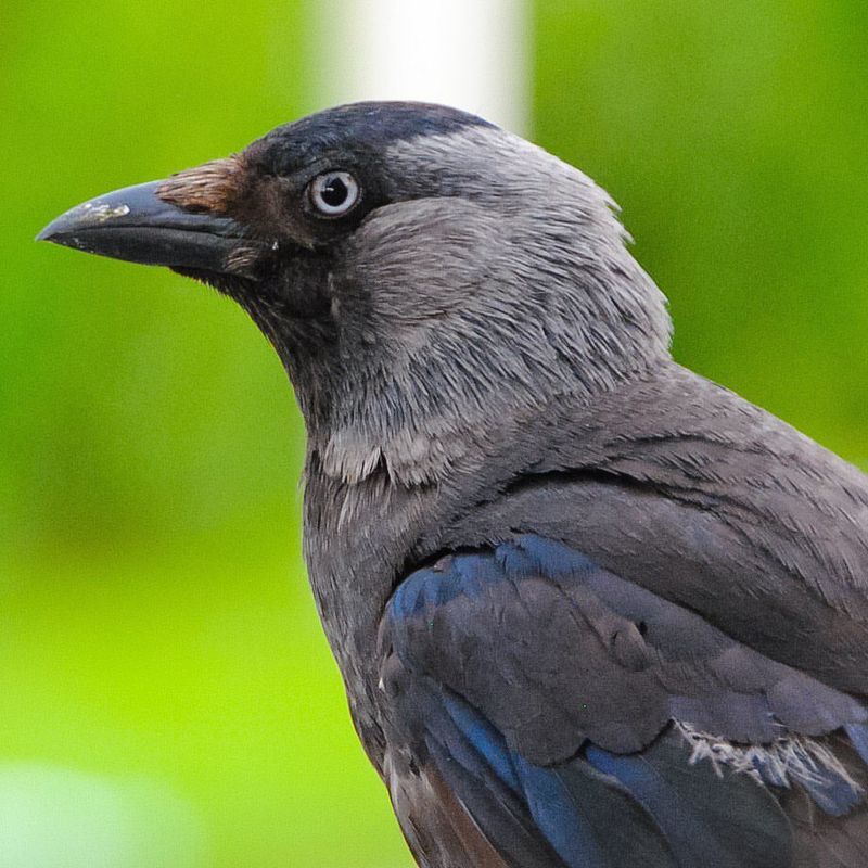 Jackdaw