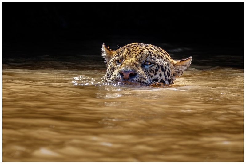 Jaguar's Water Ambush