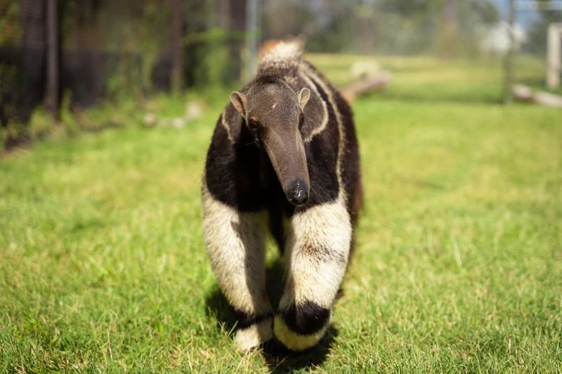 Giant Anteater