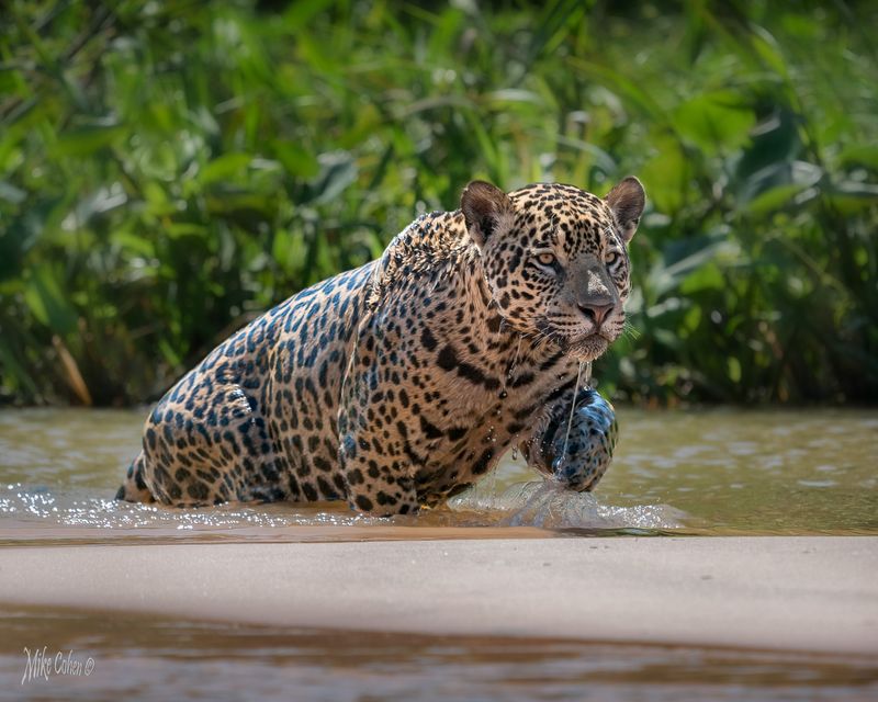 Jaguar (Panthera onca)