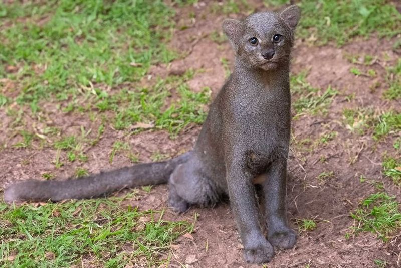 Jaguarundi