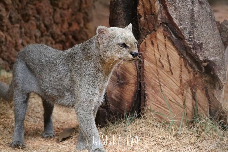 Jaguarundi