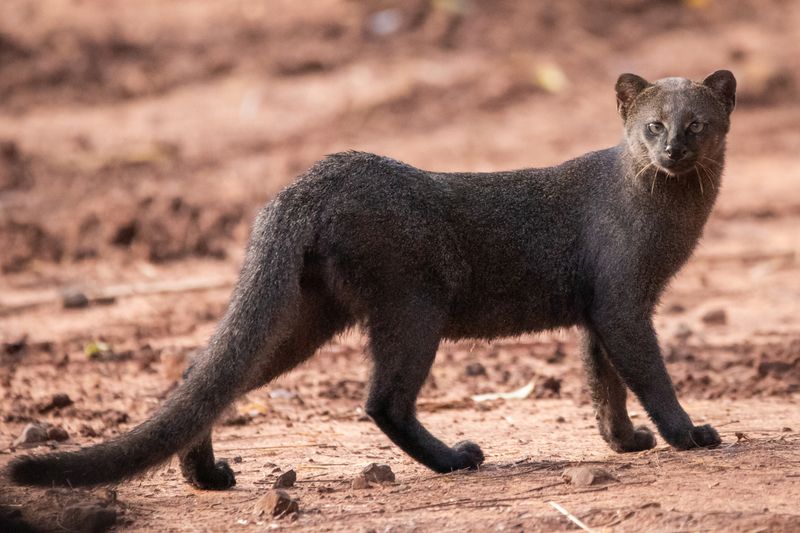 Jaguarundi (Herpailurus yagouaroundi)