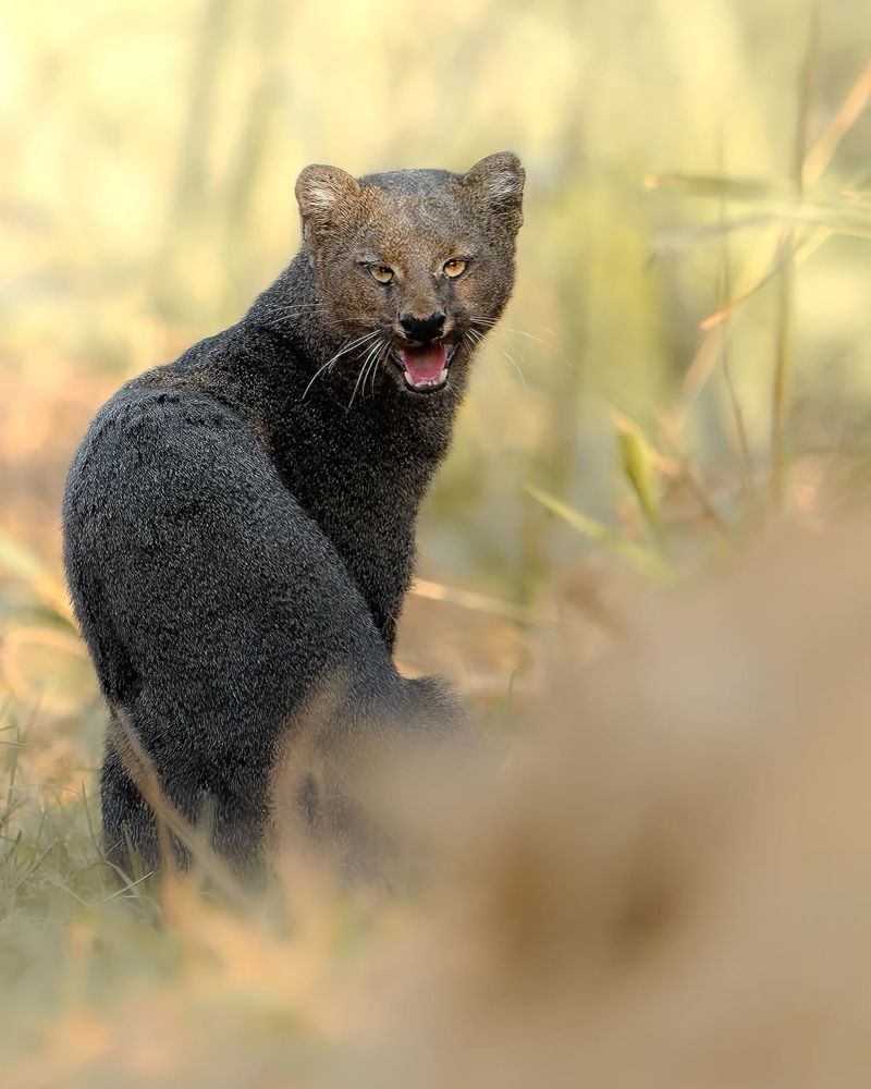 Jaguarundi