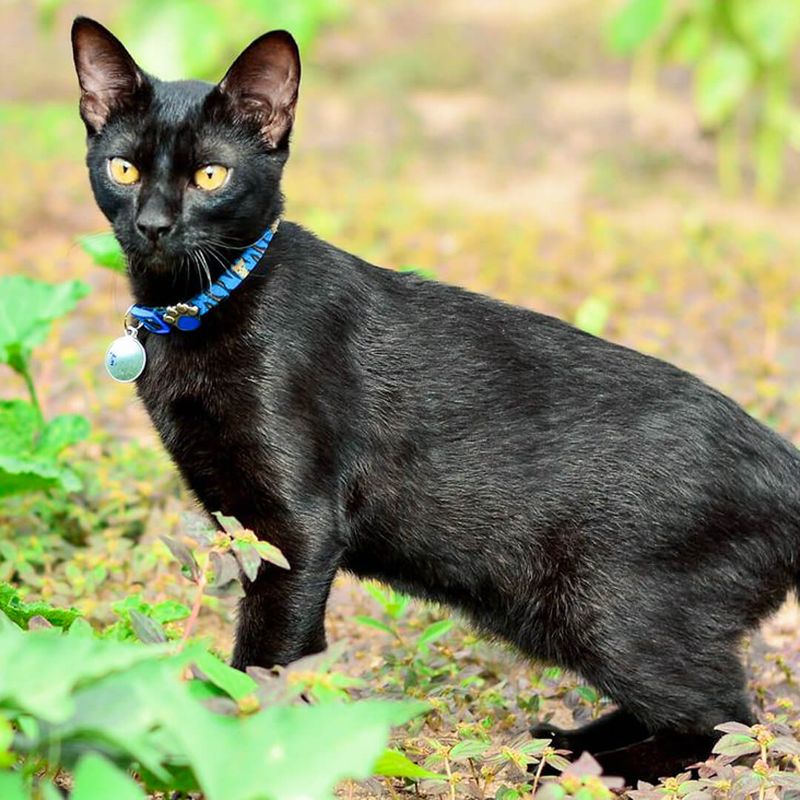 Japanese Bobtail