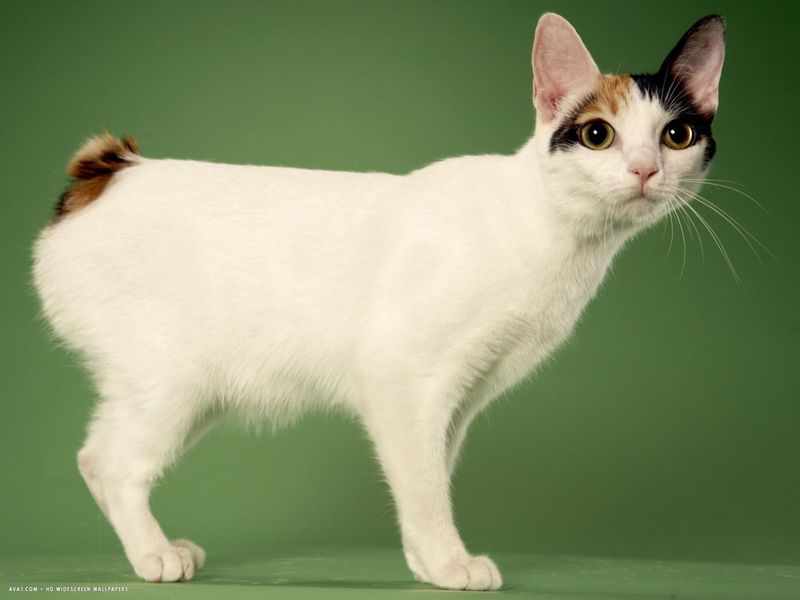 Japanese Bobtail