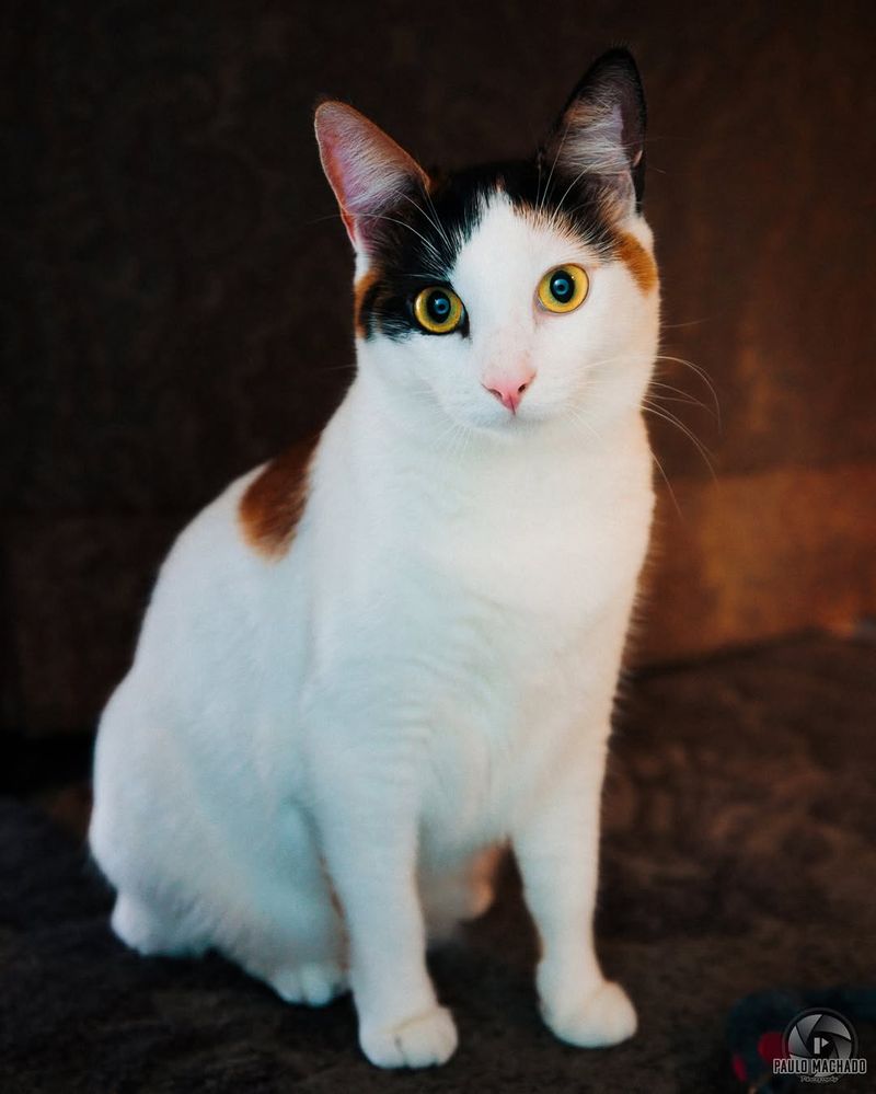 Japanese Bobtail