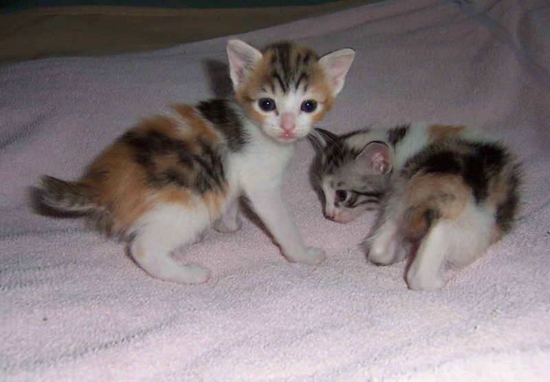 Japanese Bobtail Kitten