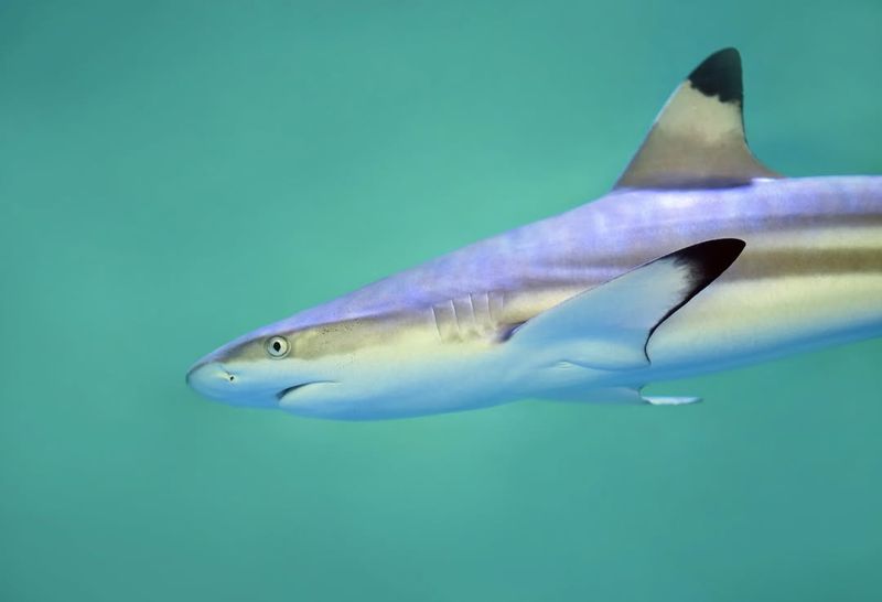 Blacktip Reef Shark