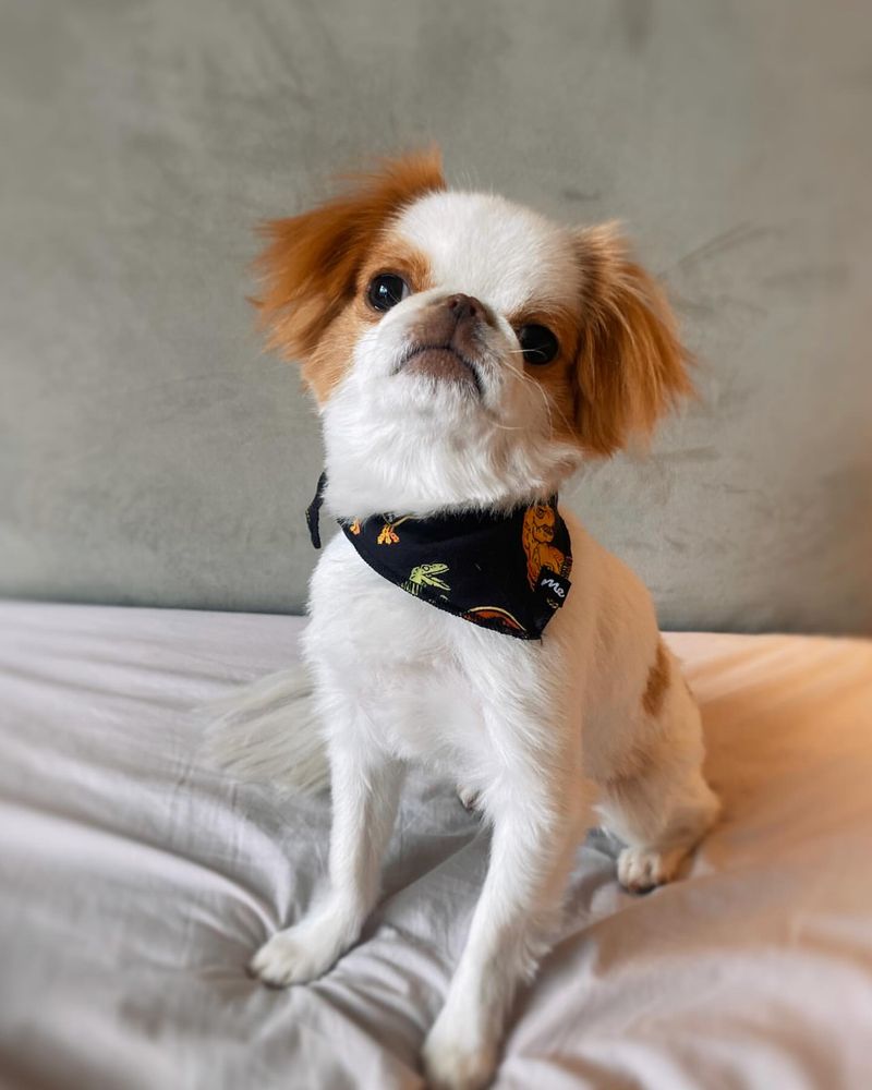 Japanese Chin