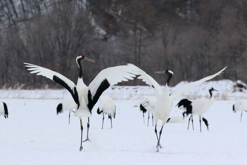 Japanese Crane