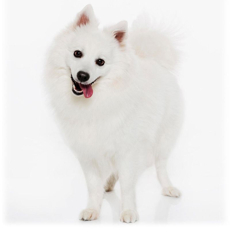 Japanese Spitz