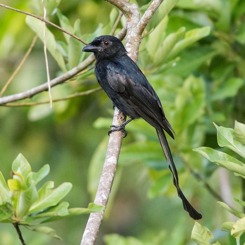 Mayotte Drongo