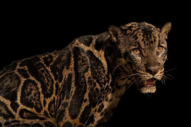 Sunda Clouded Leopard