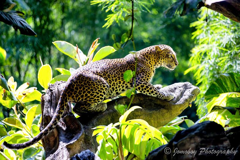 Javan Leopard