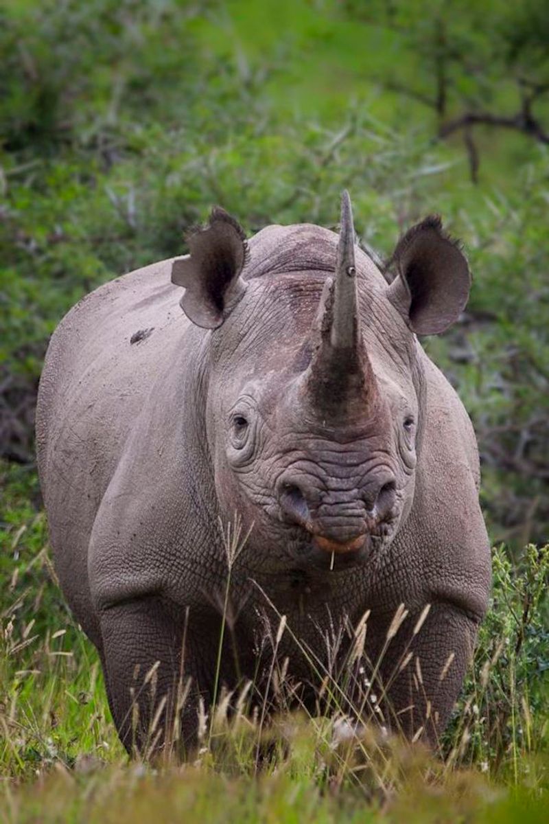 Javan Rhino