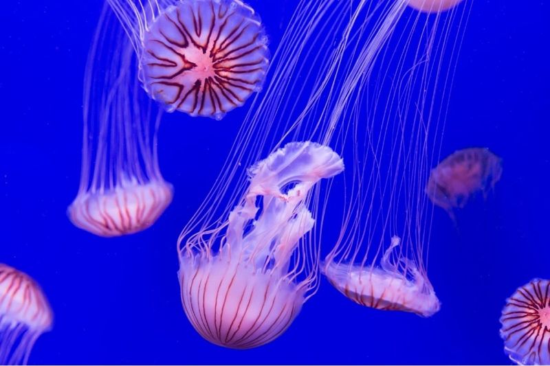 Jellyfish – The Immortal Cancer Fighters