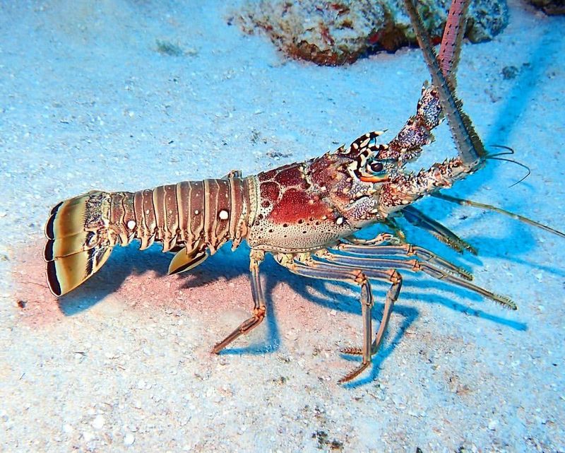 Lobster – Tough Exoskeleton