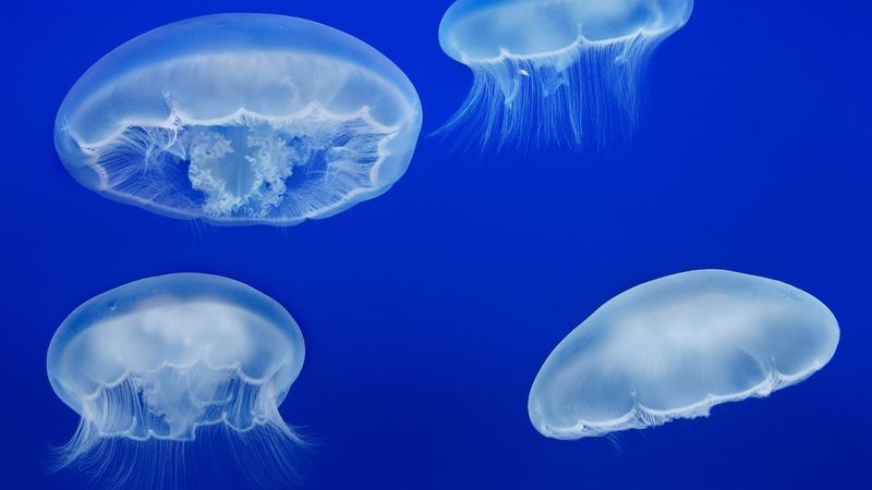 Jellyfish