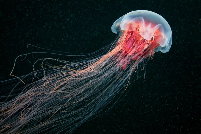 Jellyfish