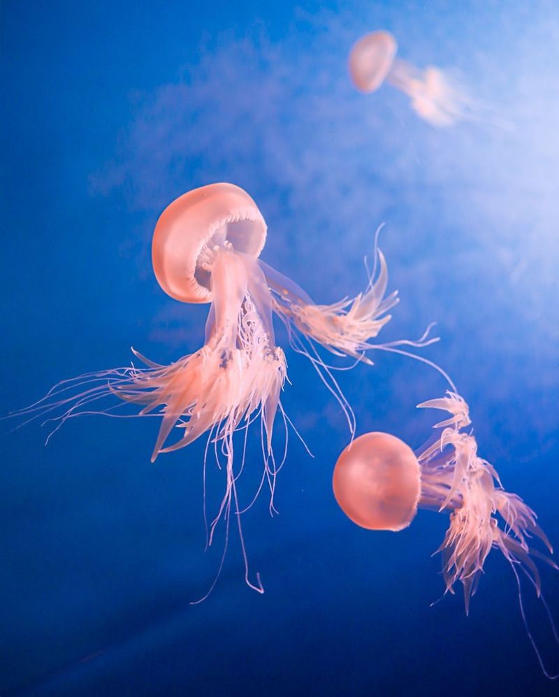 Jellyfish - Turritopsis dohrnii