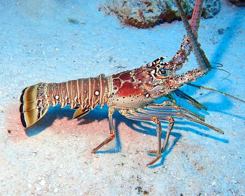 Lobster – Tough Exoskeleton