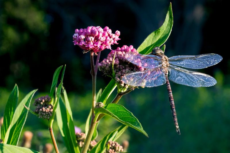 Joe-Pye Weed