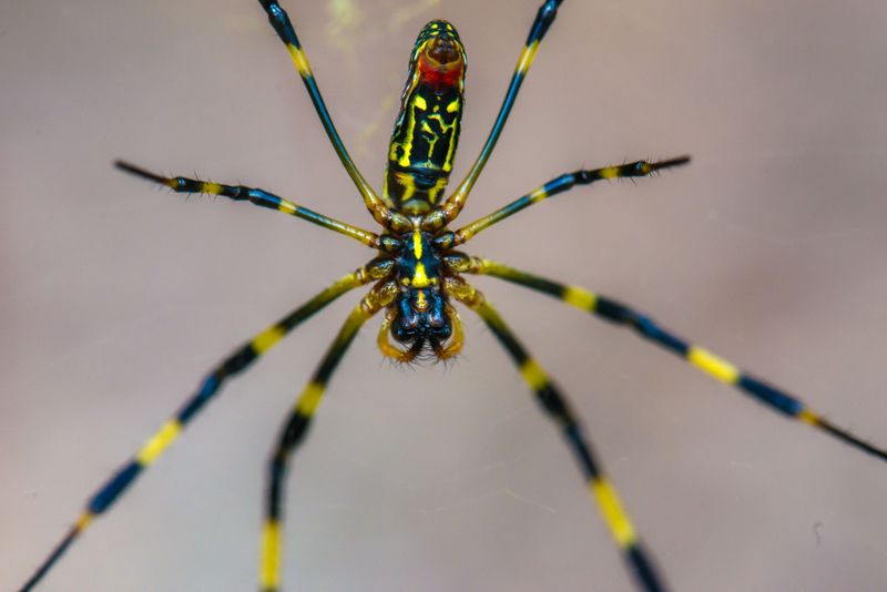 Joro Spider in Louisiana