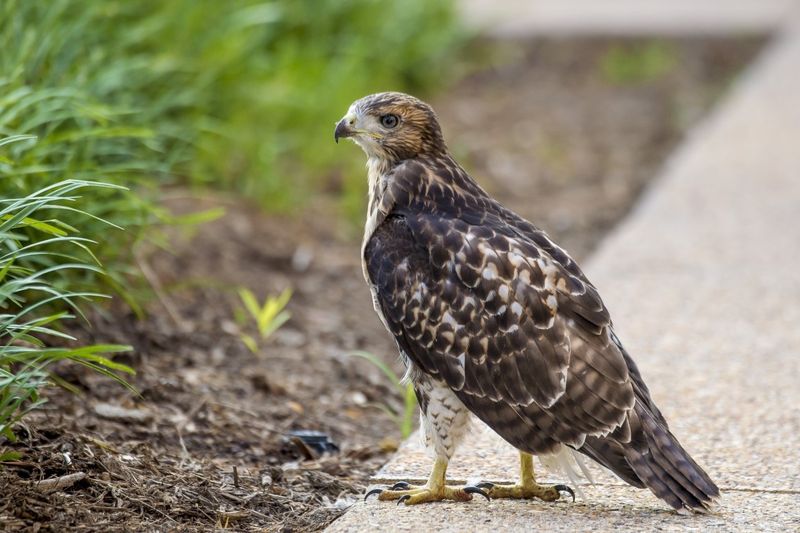 Juvenile Appearance